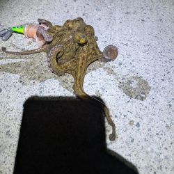 マダコ釣り20250820