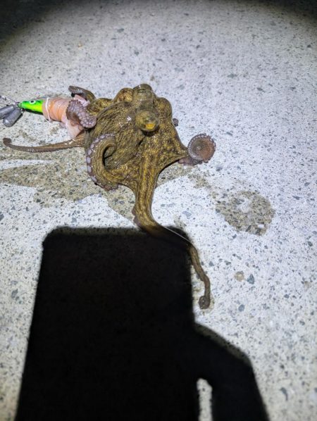 マダコ釣り20250820