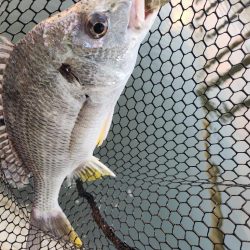 広島市内チニング