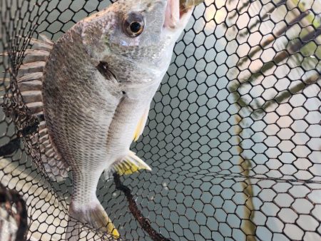 広島市内チニング