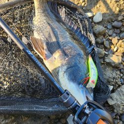 ナイトチニング