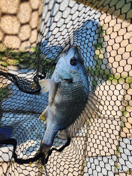 丸1日！広島市内チニング