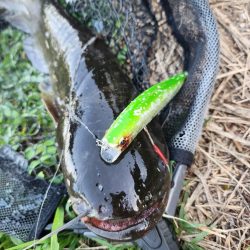 初場所！ナマズ探し