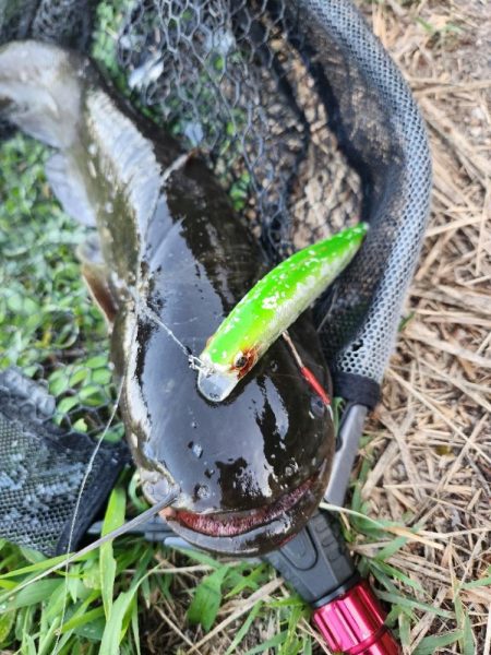 初場所！ナマズ探し