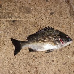 大潮だから活性が良いとは限らない