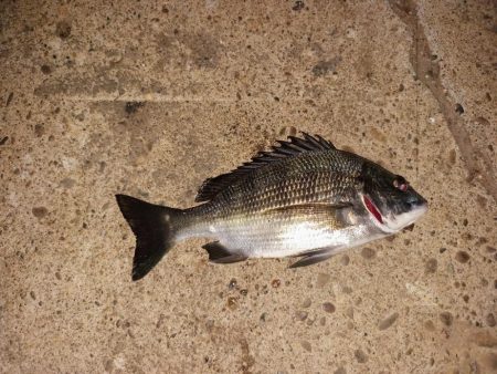 大潮だから活性が良いとは限らない