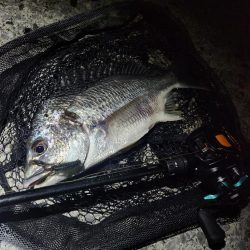 敷石ナイトチニング