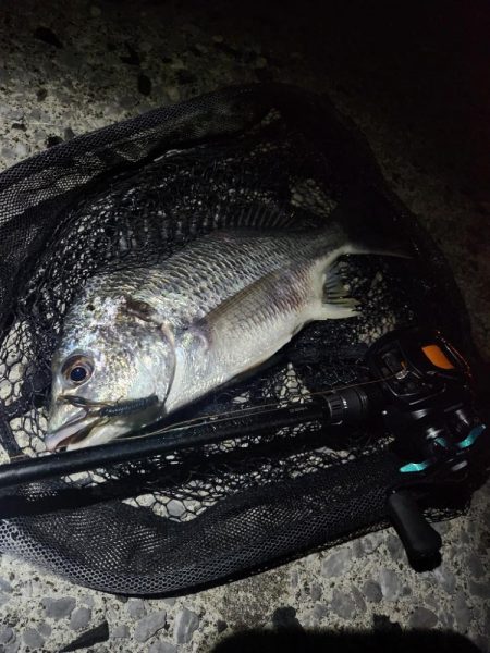 敷石ナイトチニング