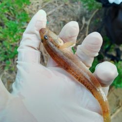 マハゼ釣り（トライアル）