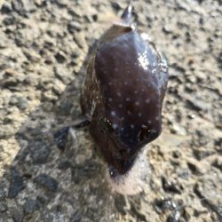 酷暑との戦い…六目釣り