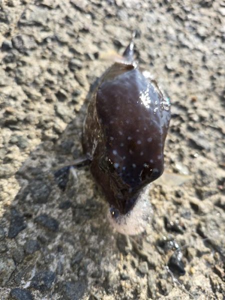 酷暑との戦い…六目釣り