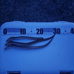 厳しいアナゴ釣り