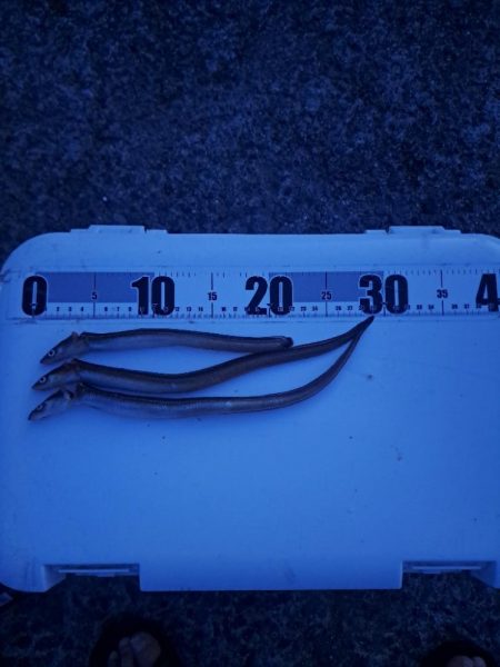 厳しいアナゴ釣り