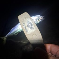 真夜中サビキ釣りと太刀魚調査