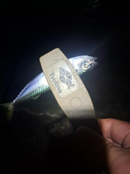 真夜中サビキ釣りと太刀魚調査
