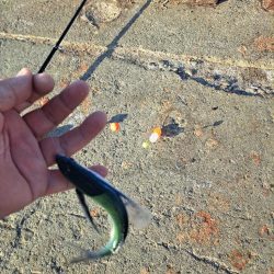 初めてのトビウオ