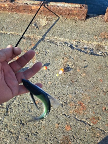 初めてのトビウオ