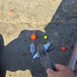 スレてきたトビウオ