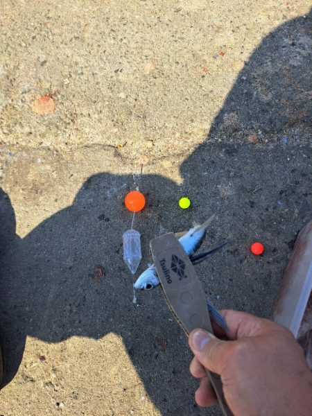 スレてきたトビウオ