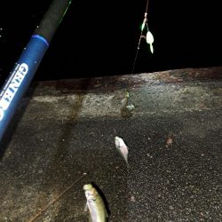 真夜中爆釣小アジ