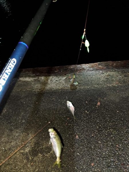 真夜中爆釣小アジ