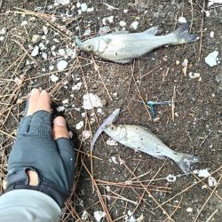 マゴチとセイゴとソゲ。