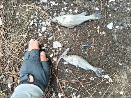 マゴチとセイゴとソゲ。