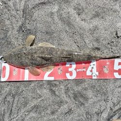 灼熱のデイゲームでマゴチ釣れました!