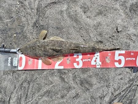 灼熱のデイゲームでマゴチ釣れました!