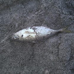 サーフアジング