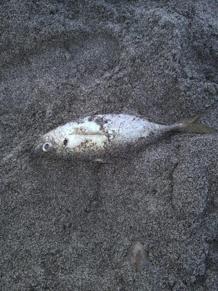 サーフアジング