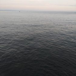 太刀魚(お)ポイント少ない…