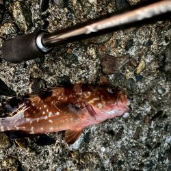 キジハタ数匹（お）