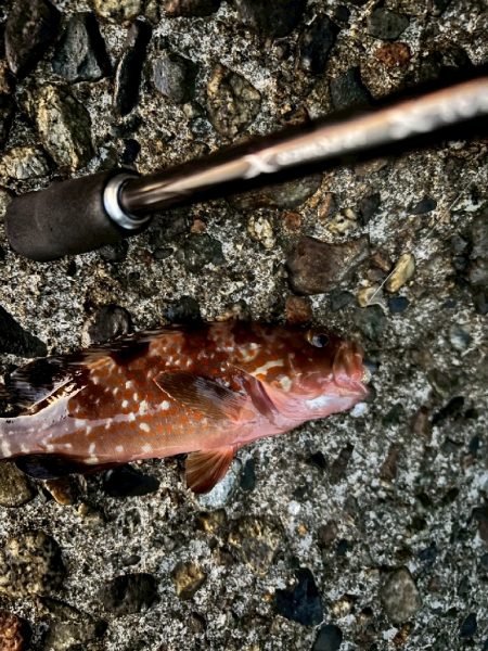 キジハタ数匹（お）