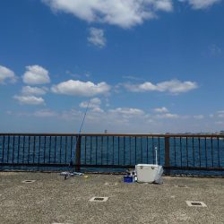 久しぶりのサビキ釣り