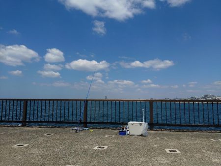 久しぶりのサビキ釣り