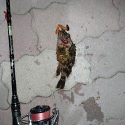 ライトロック(遠征)