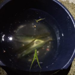 真夏のナイトファミリーフィッシング