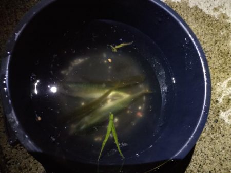 真夏のナイトファミリーフィッシング