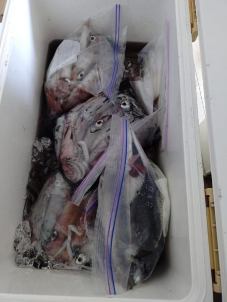 今年初の大田市イカメタル