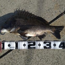 ベイトリール入魂