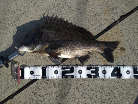 ベイトリール入魂