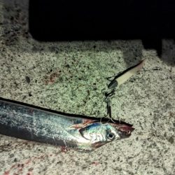 今年初タチウオ