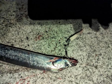 今年初タチウオ