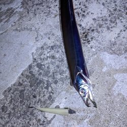 穴子撃沈からの太刀魚小爆釣、イカも
