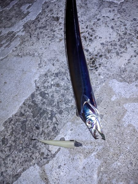 穴子撃沈からの太刀魚小爆釣、イカも