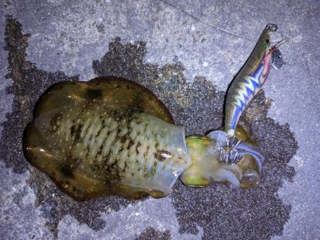 太刀魚、アオリイカ