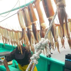 スルメイカ　２０～５３杯 ３５～５０ｃｍ (^^)/