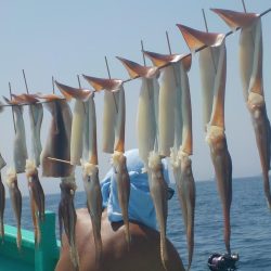 するめいか　41杯  ３５～５０ｃｍ