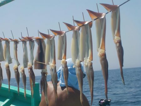 するめいか　41杯  ３５～５０ｃｍ